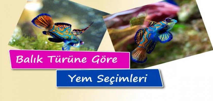 Balık Türüne Göre Yem Seçimi