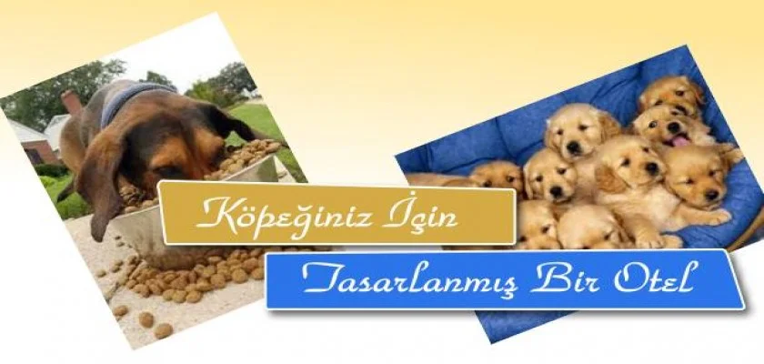 Köpeğiniz İçin Tasarlanmış Bir Otel