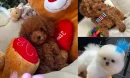 Poodle Eğitimi: Tuvalet ve Temel İtaat Eğitimi