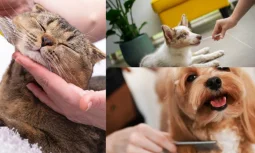 Evde Hayvan Bakımının Temel Kuralları