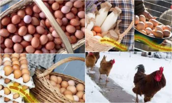Köy Yumurtasının Diğer Yumurtalardan Farkları