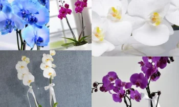 Orkide Çiçeğinin Özellikleri