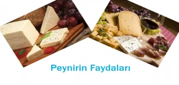 Peynirin Faydaları