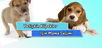 Yetişkin Köpekler İçin Mama Seçimi