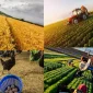 Tarım Hayvancılık Sektörünün Önemi