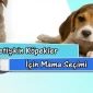 Yetişkin Köpekler İçin Mama Seçimi