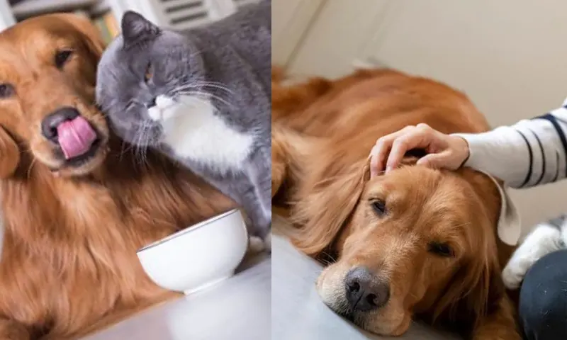 evdehayvanbakımı-2-li-1